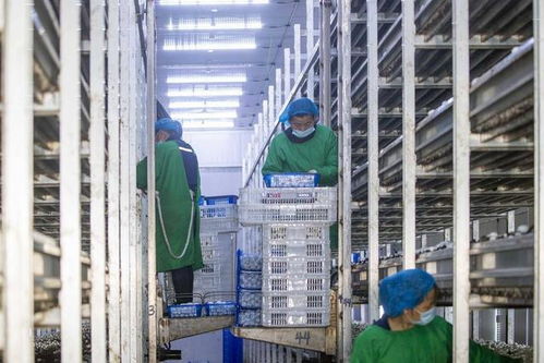 組圖 江蘇揚(yáng)州 工廠化立體種植食用菌助增收